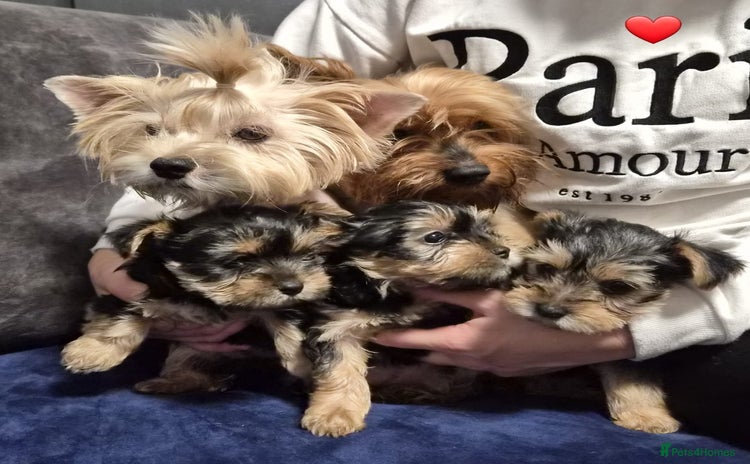 Yorkshire Terrier dogs - Advert 4