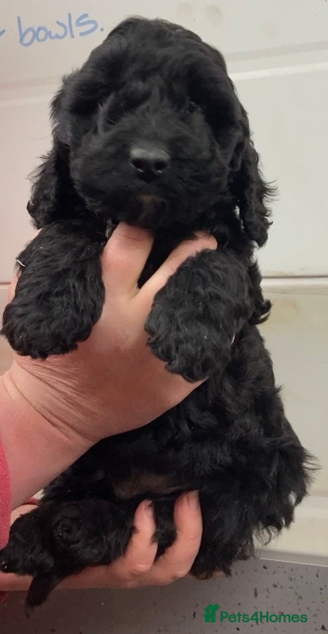 Cockapoo dogs F1 Cockapoo (from showtype Cocker Spaniel) - Advert 2