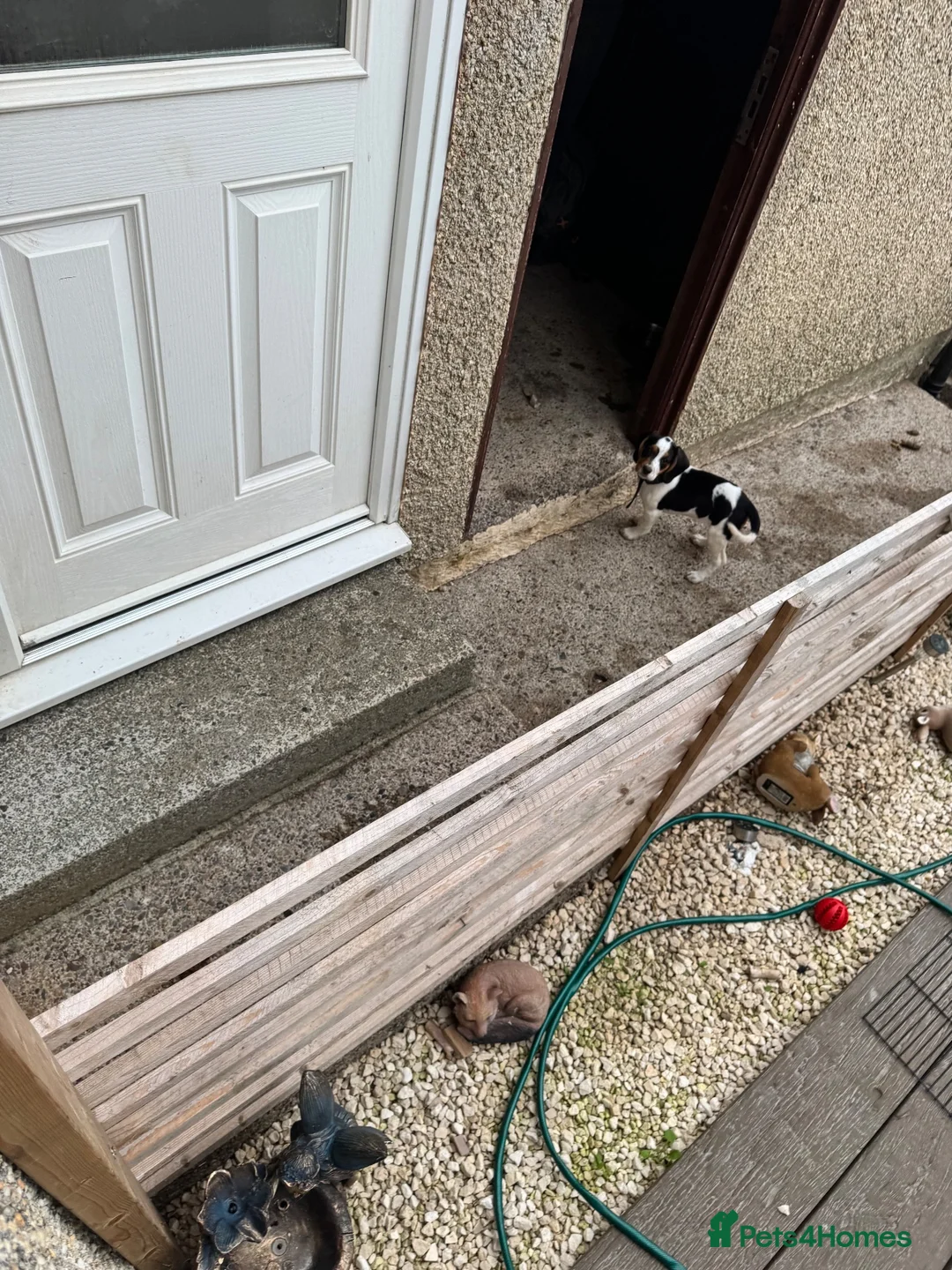 Bocker dogs for sale: Beagle/cocker spaniel  in Llangefni - Advert 4