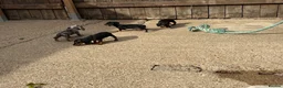 Miniature Dachshund dogs for sale: Miniature dachshunds - Advert 14