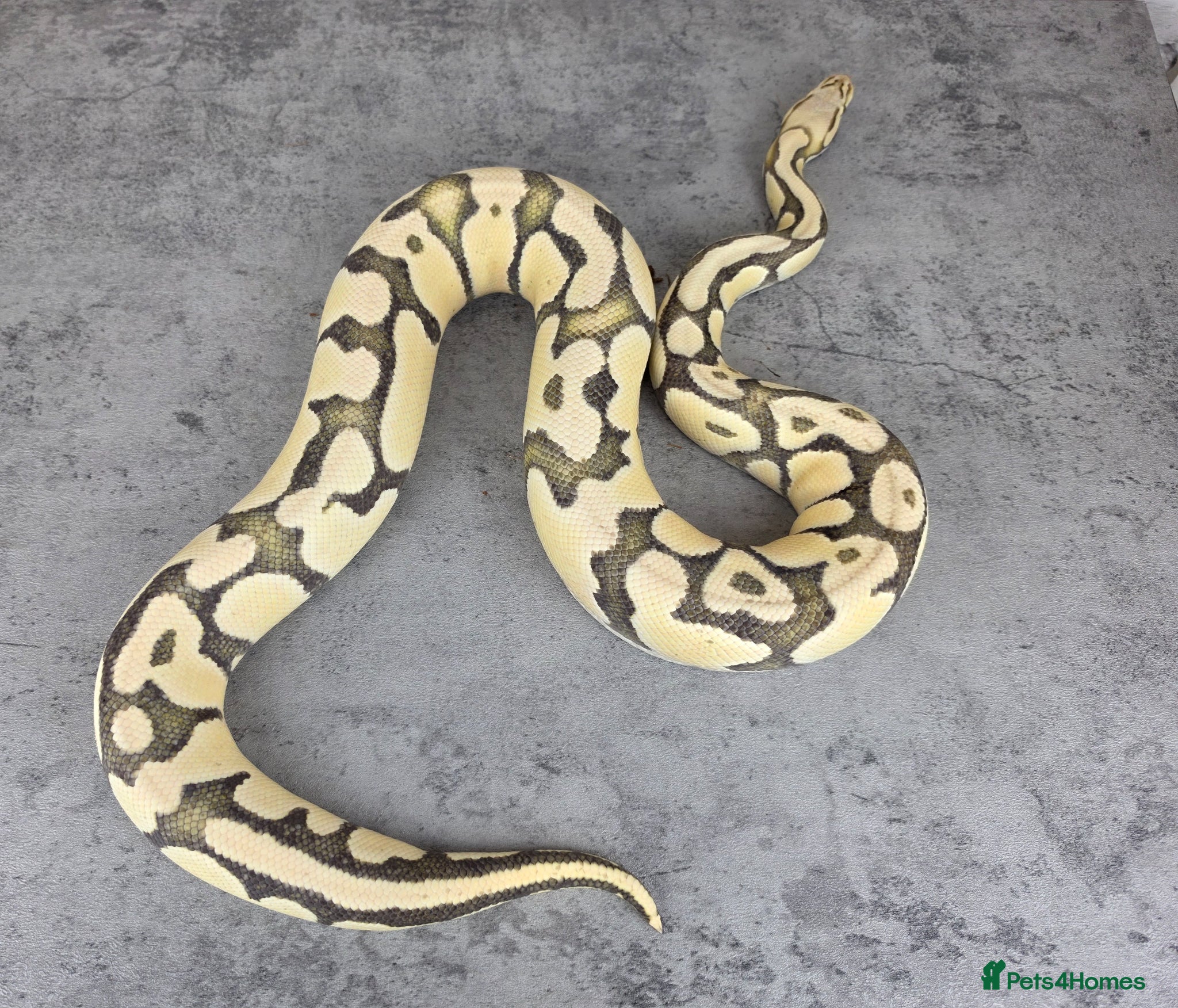 Python Snake reptiles Various Ball Pythons  - Advert 2