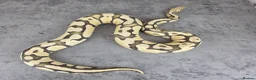 Python Snake reptiles for sale: Various Ball Pythons - Read description  - Advert 2
