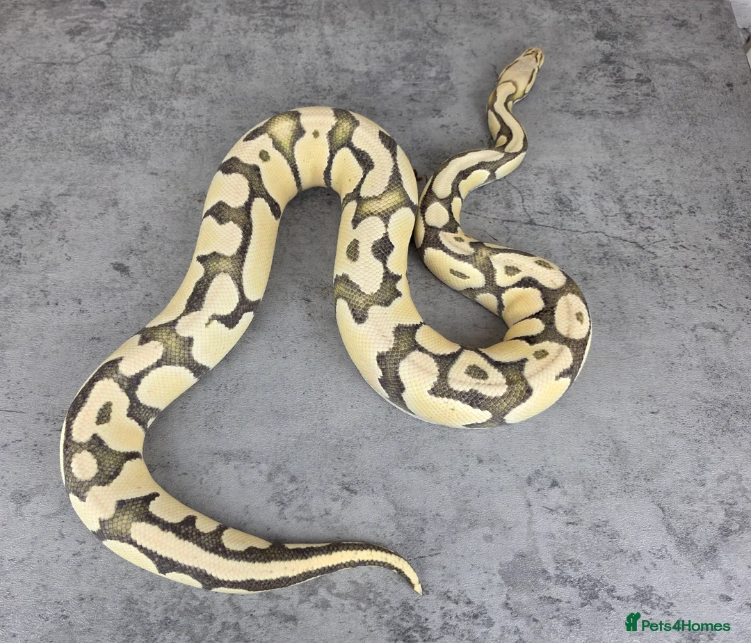 Python Snake reptiles for sale: Various Ball Pythons - Read description  - Advert 2