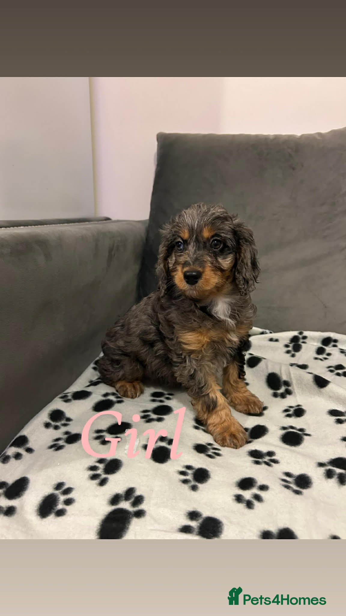 Cockapoo dogs F2 cockapoo - Advert 2