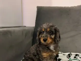 Cockapoo dogs F2 cockapoo - Advert 2