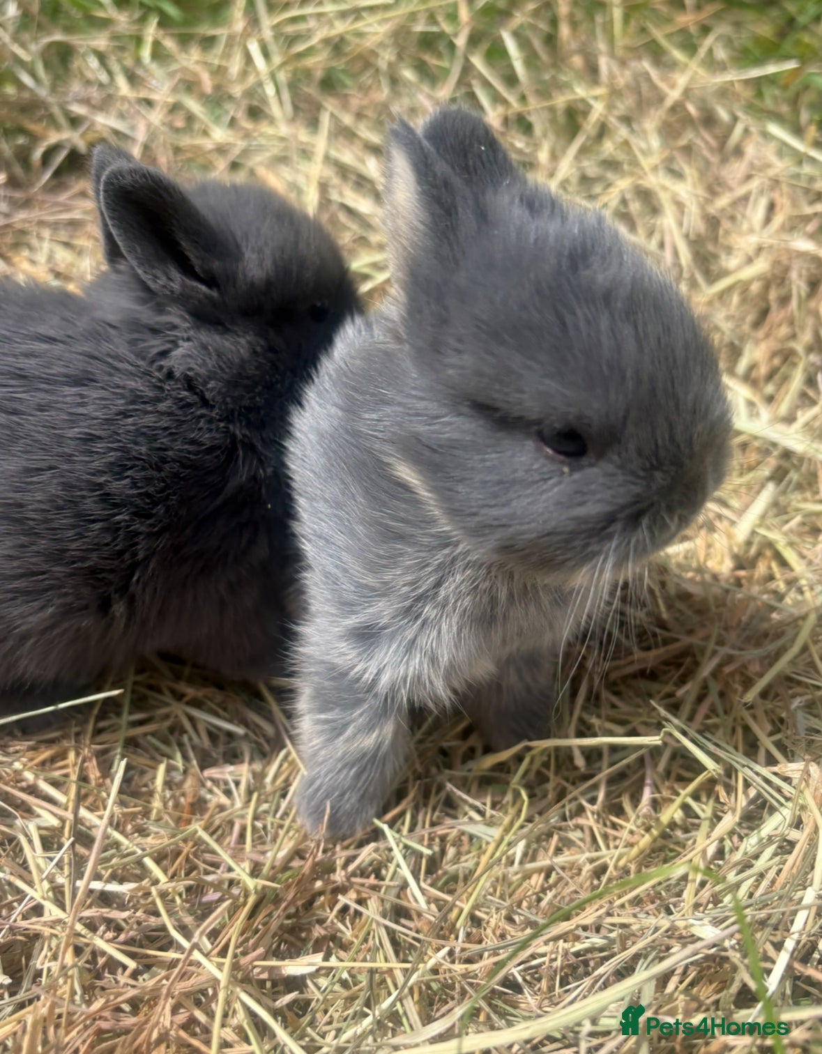 Netherland Dwarf rabbits   Netherland Dwarf bunnies  - Advert 2