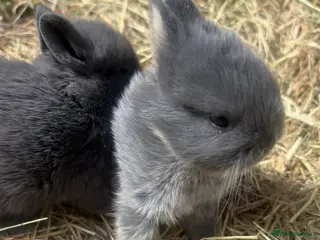 Netherland Dwarf rabbits Netherland Dwarf bunnies - Advert 2