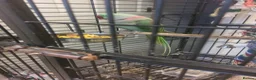 Parrots birds for sale: Alexandrine parrot  - Advert 4