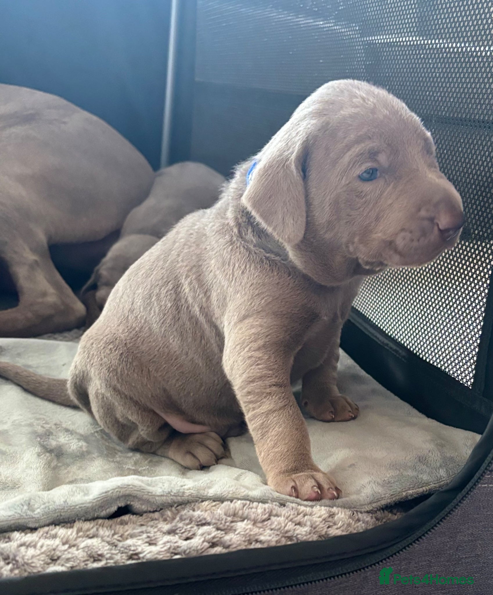 Mixed Breed dogs WEIM X DOBERMAN CHAMPION BLOODLINE PUPS - Advert 5