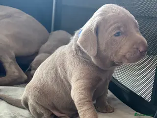 Mixed Breed dogs WEIM X DOBERMAN CHAMPION BLOODLINE PUPS - Advert 5