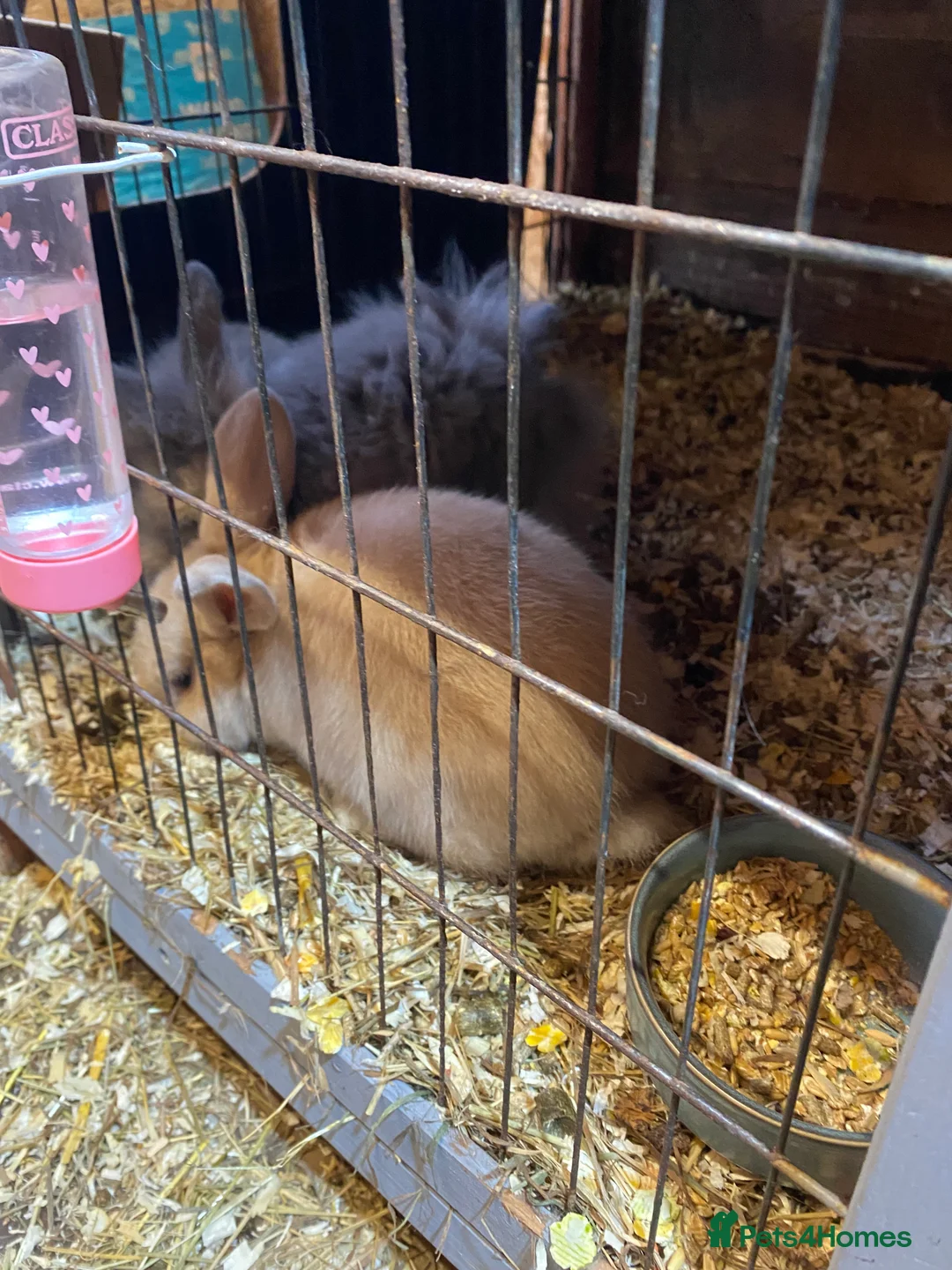 Mixed Breed rabbits for sale: Bunnys - Advert 2