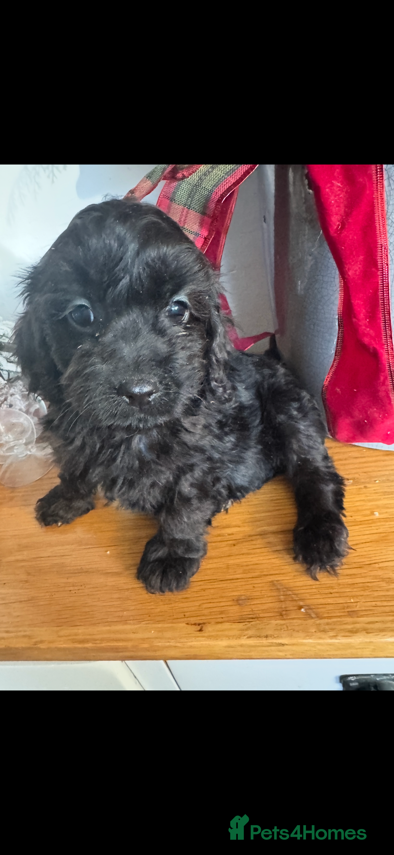 Cockapoo dogs FI STUNNING SHOW COCKERPOO PUPS  - Advert 4