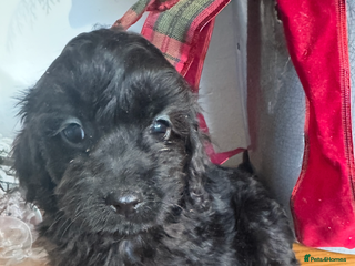 Cockapoo dogs FI STUNNING SHOW COCKERPOO PUPS - Advert 1