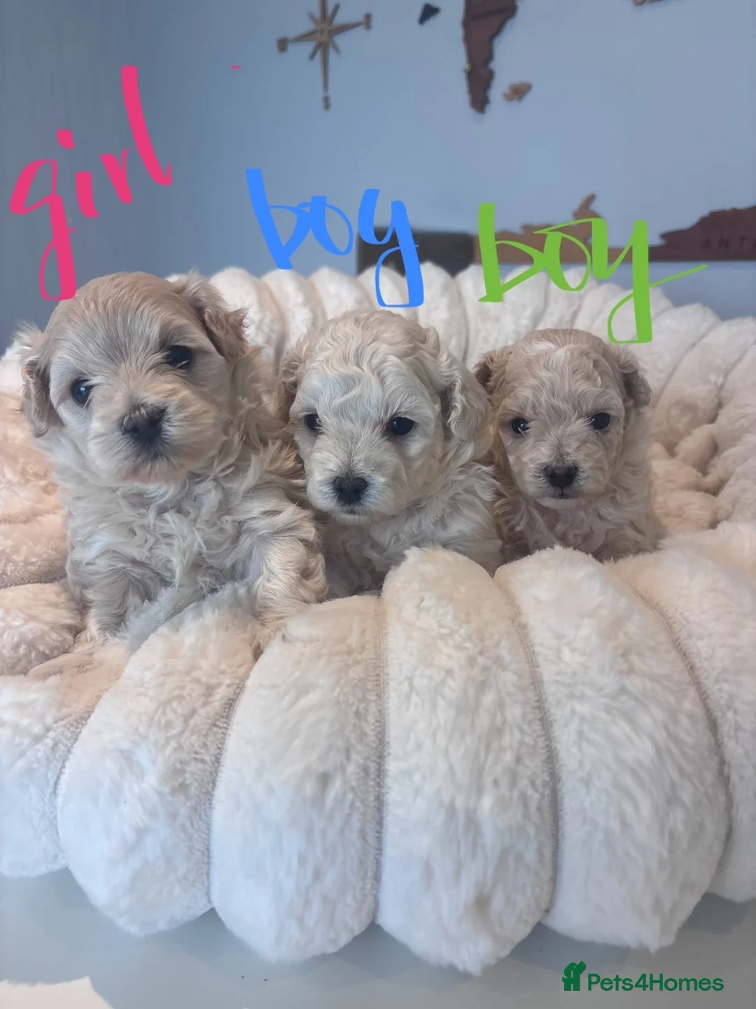 Mixed Breed dogs for sale: Poochon white/Beige (2Girls 1Boy available) - Advert 10