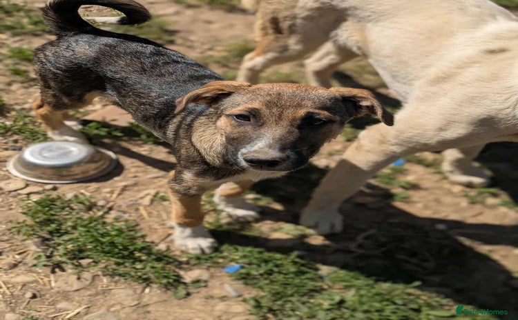 Mixed Breed dogs - Advert 2