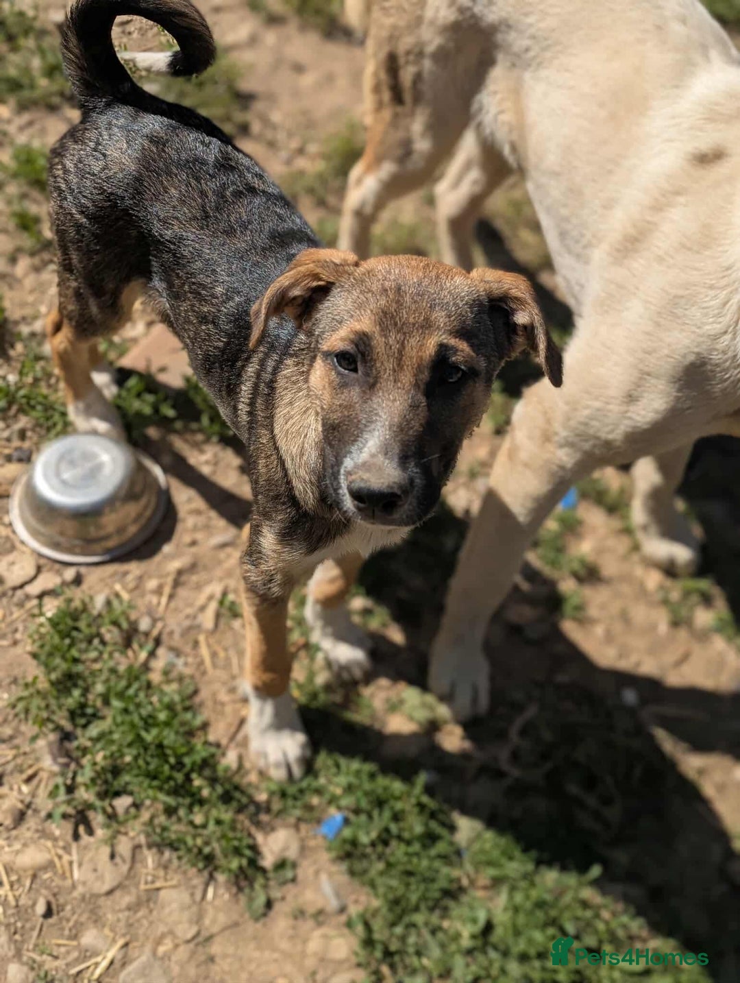 Mixed Breed dogs for adoption: Mac is looking for a family with another dog! - Image 1