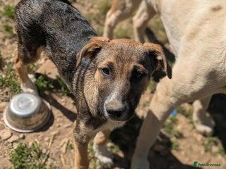 Mixed Breed dogs Mac is looking for a family with another dog! - Advert 4