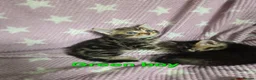 Mixed Breed cats for sale: Beautiful kittens looking for their forever homes  - Advert 21