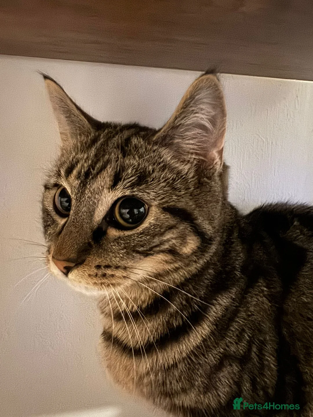 Mixed Breed cats for sale: Mum&daughter cats to go together  - Advert 6