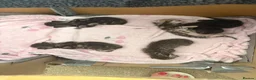 Mixed Breed cats for sale: 4 beautiful tabby / bengal cross - Advert 13