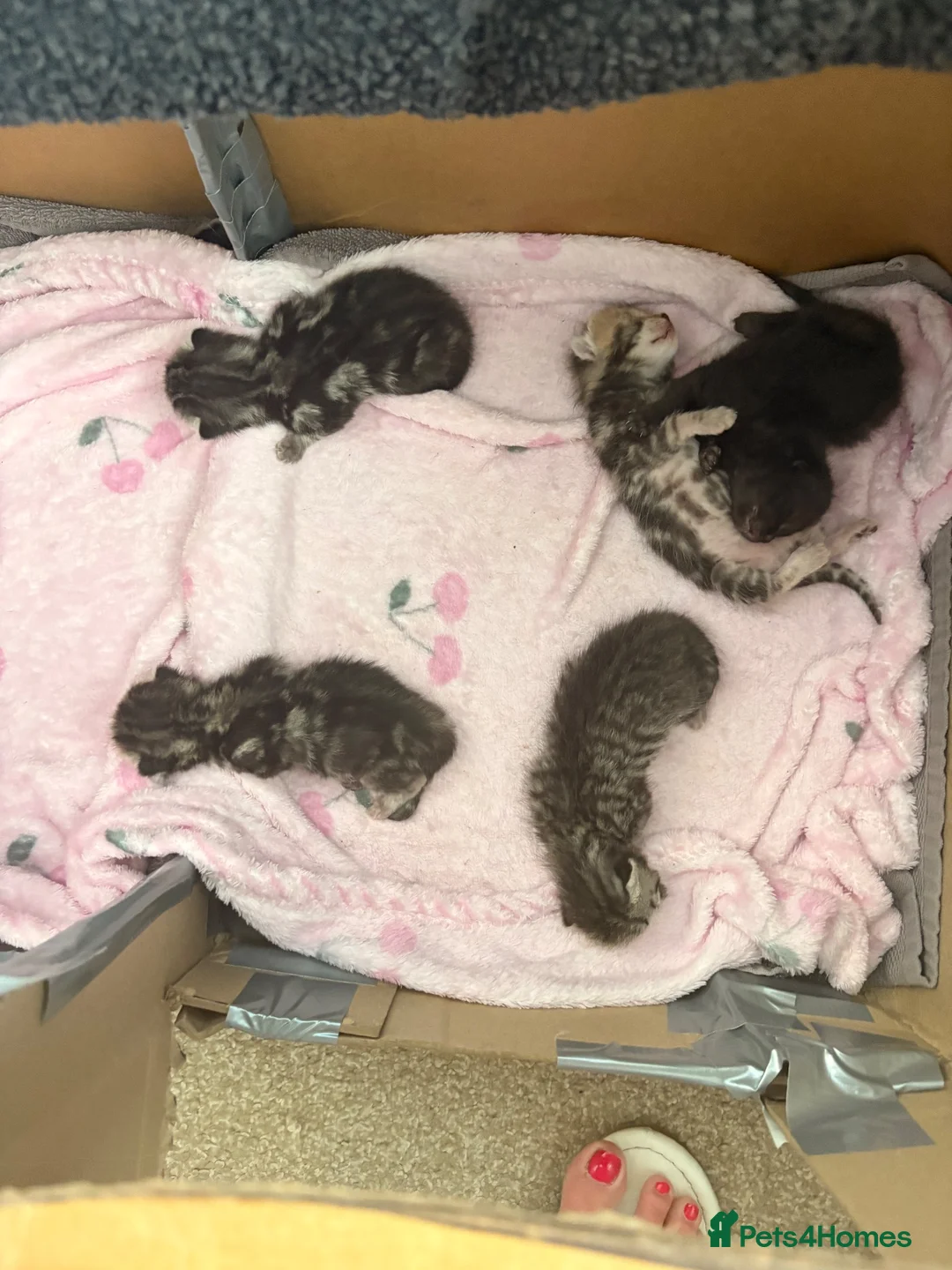 Mixed Breed cats for sale: 4 beautiful tabby / bengal cross - Advert 13