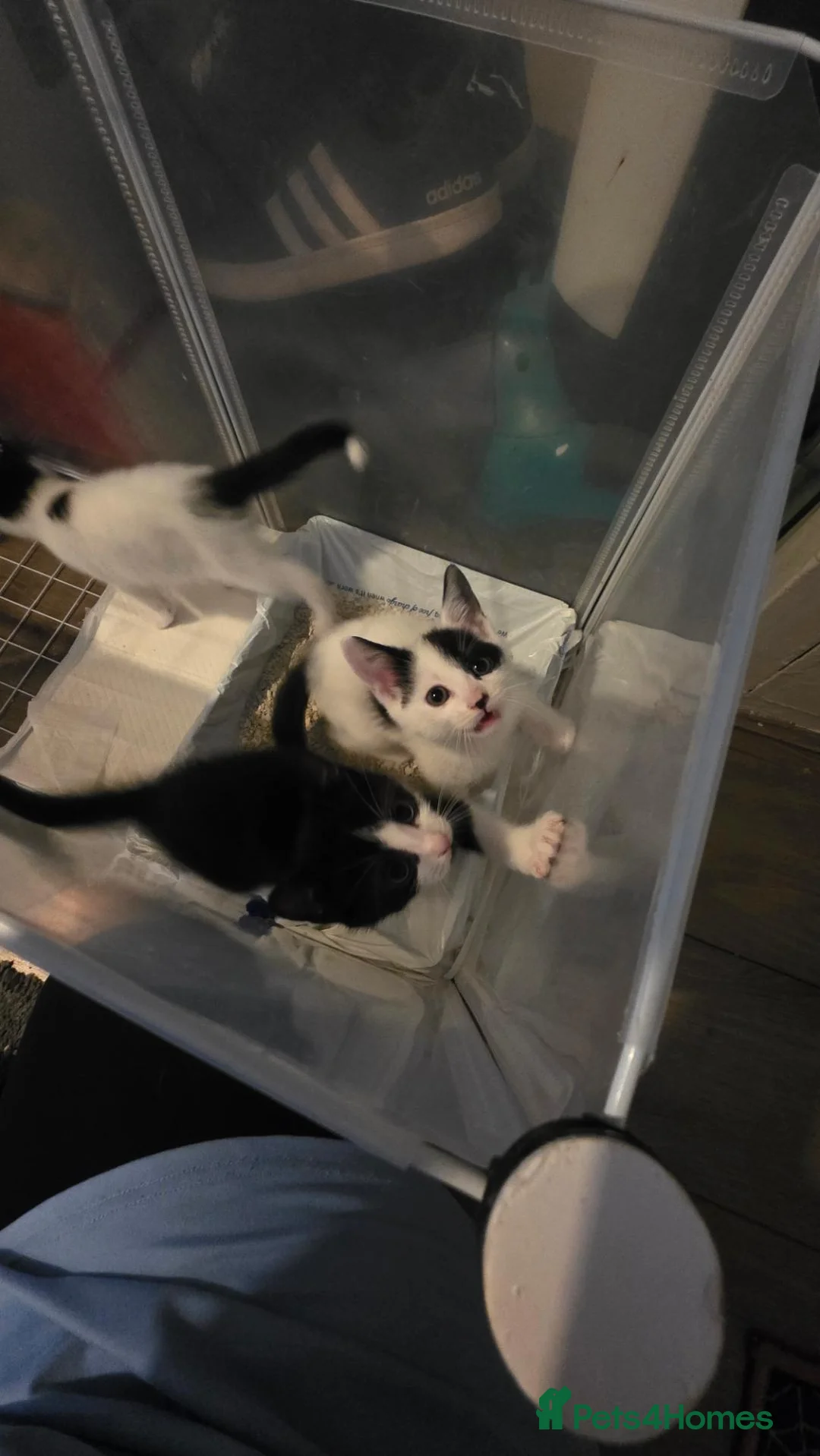 Mixed Breed cats for sale: 2 male 1 female kitten in Burnley - Advert 5