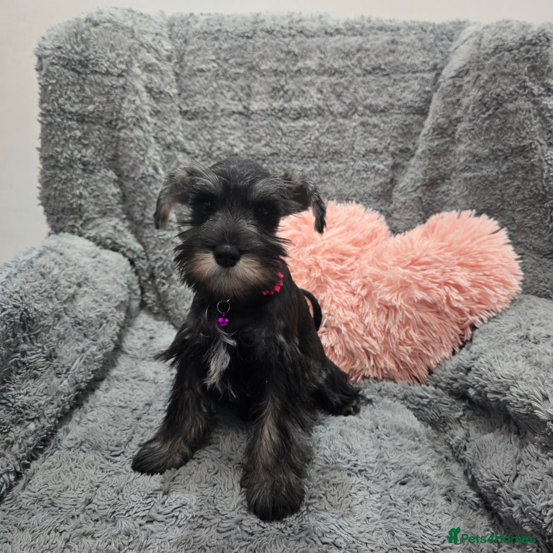 Miniature Schnauzer dogs for sale: Salt&pepper Miniature Schnauzer girl. READY NOW ‼️ - Image 6