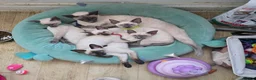 Siamese cats for sale: Adorable siamese kittens. in Blackwood - Advert 3