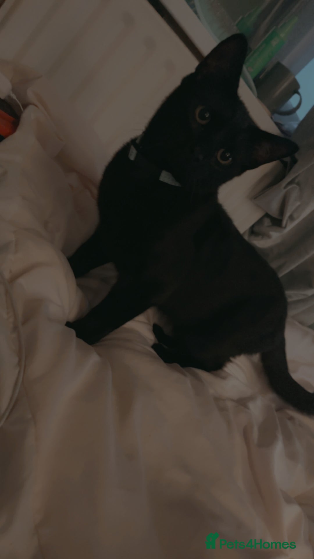 Bombay cats for sale: Black cat - Image 2