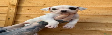 American Bulldog 6