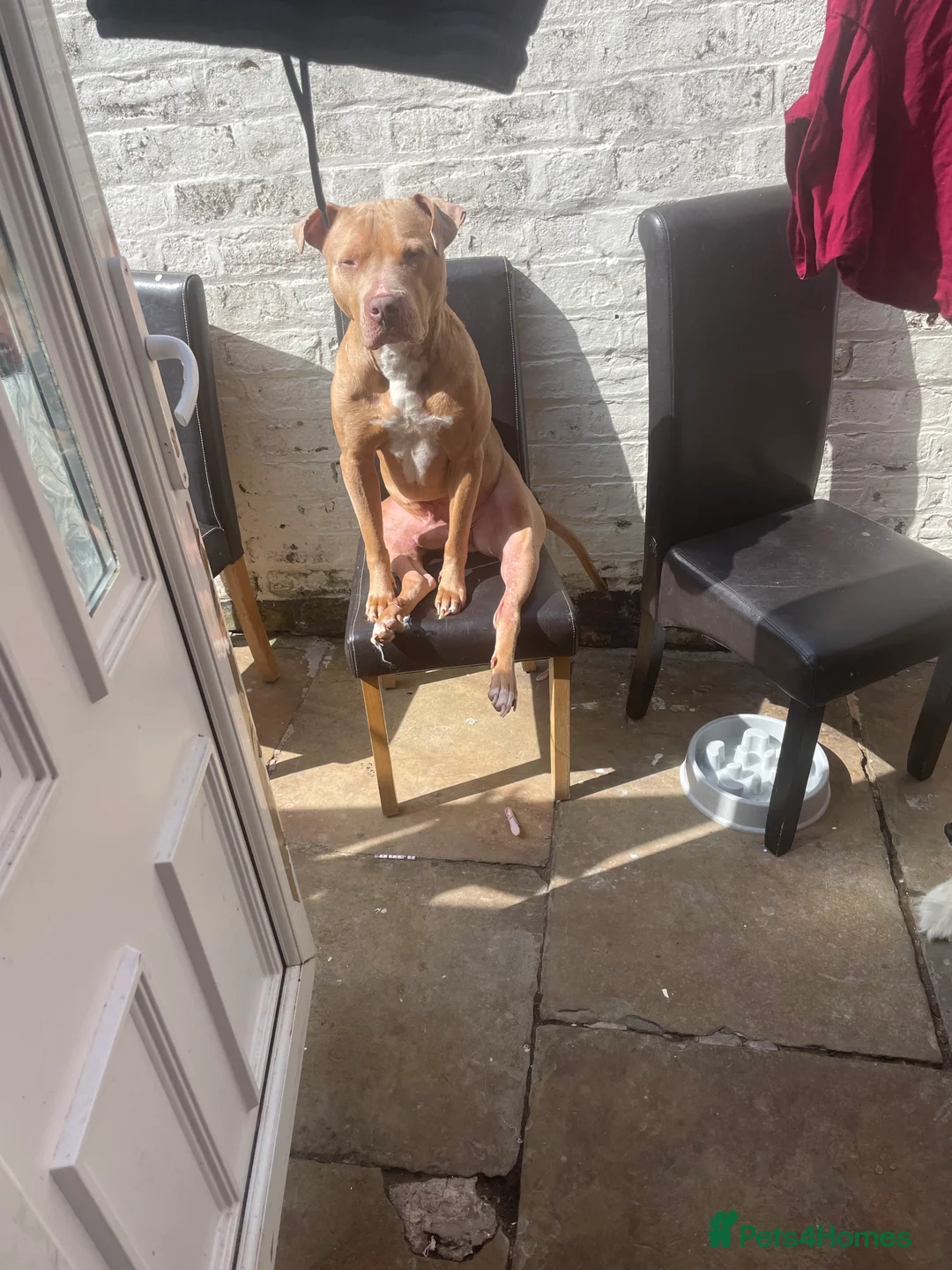 Mixed Breed dogs for sale: Staffy cross - Advert 5
