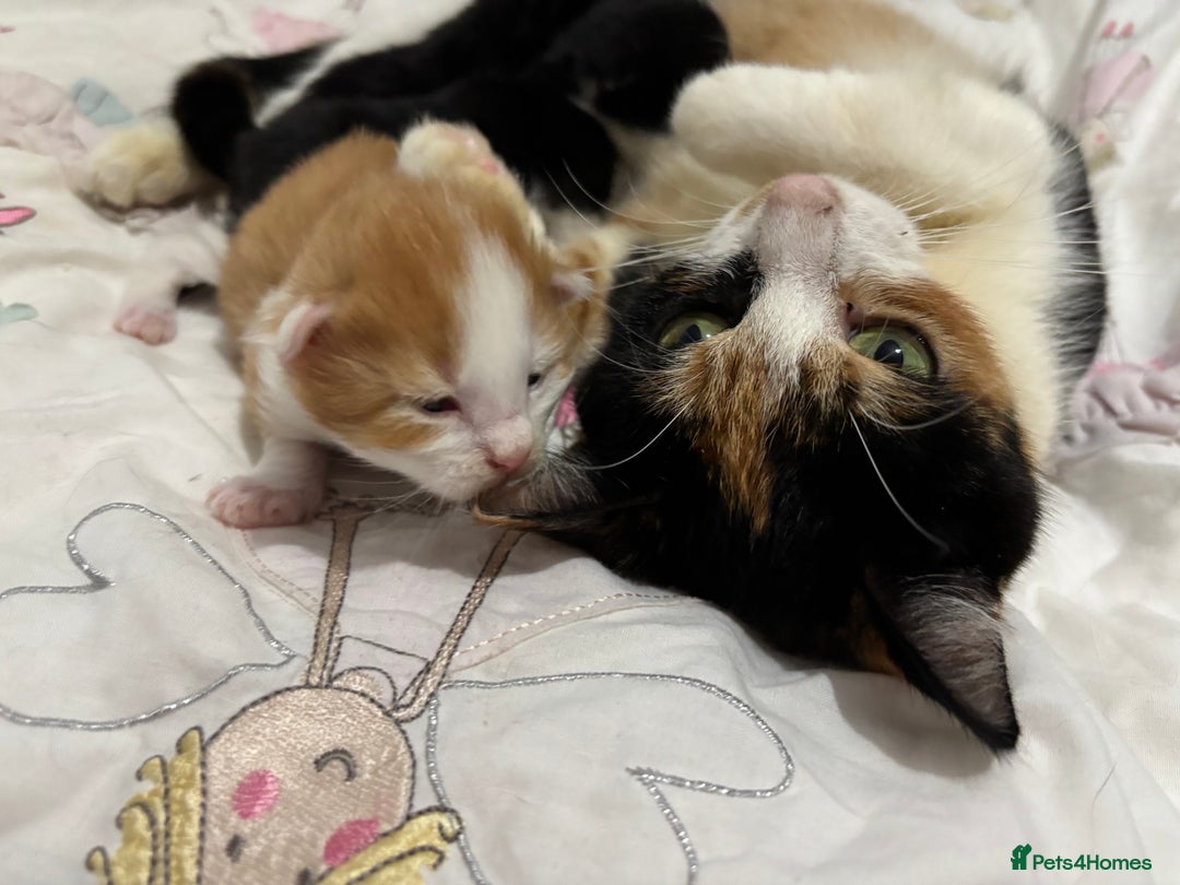 Maine Coon cats for sale: Maine coon mix kittens  - Image 12