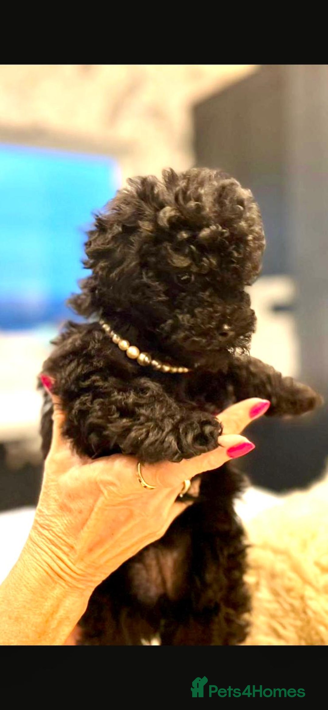 Toy Poodle dogs for sale: Quality pups from health tested parent's  - Image 8
