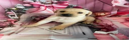 Labrador Retriever dogs for sale: Labrador puppies deposit secures in Castleford - Advert 17