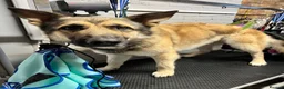 German Shepherd dogs for sale: Gold sable KC German Shepherd male - Advert 2