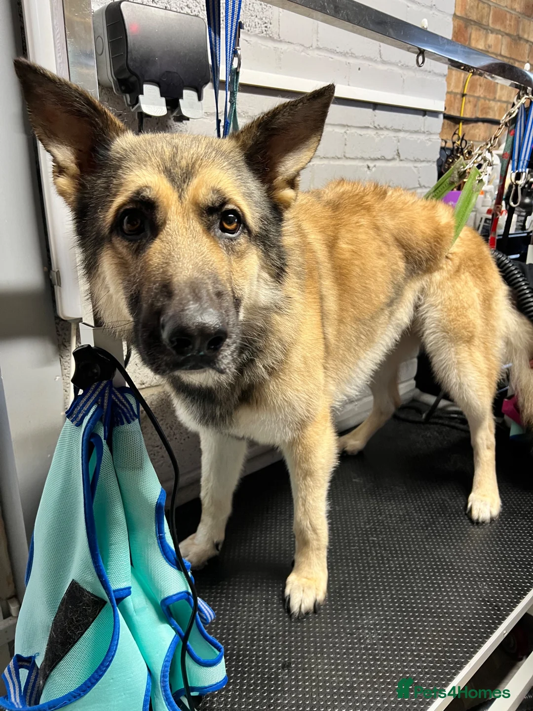 German Shepherd dogs for sale: Gold sable KC German Shepherd male - Advert 2