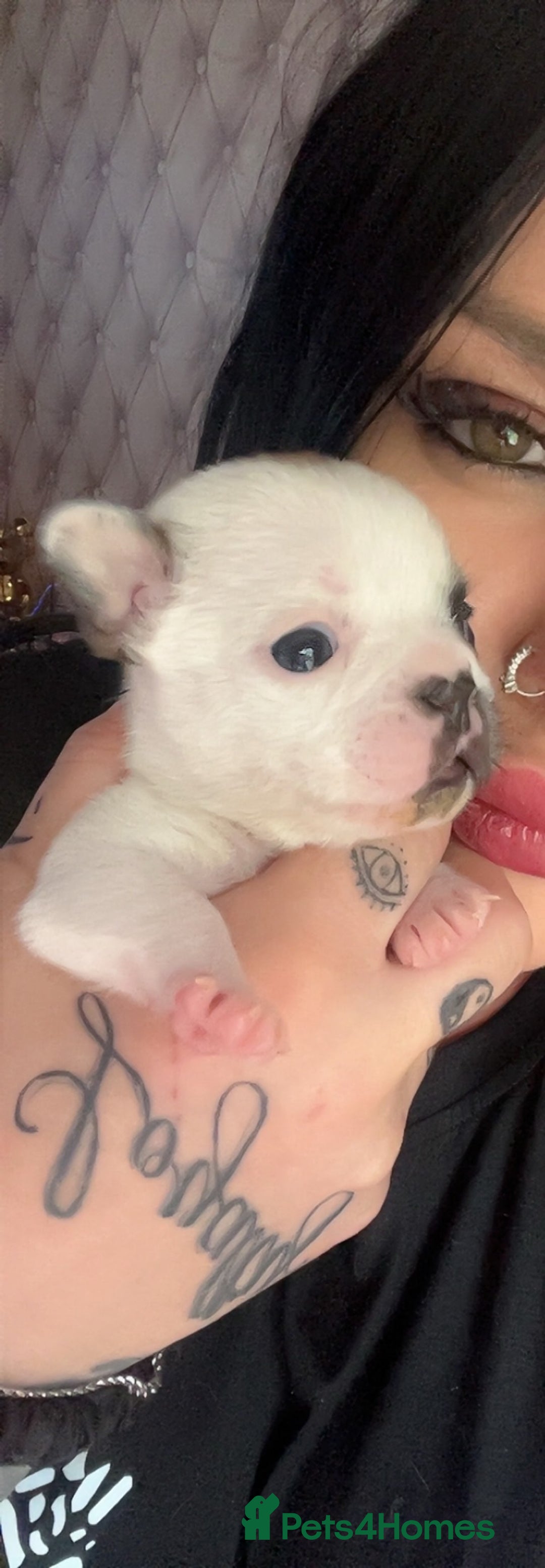 French Bulldog dogs for sale: Red pied female  - Image 7