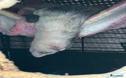 Ferret rodents for sale: Ferret Hobs (not housed together) - Image 4