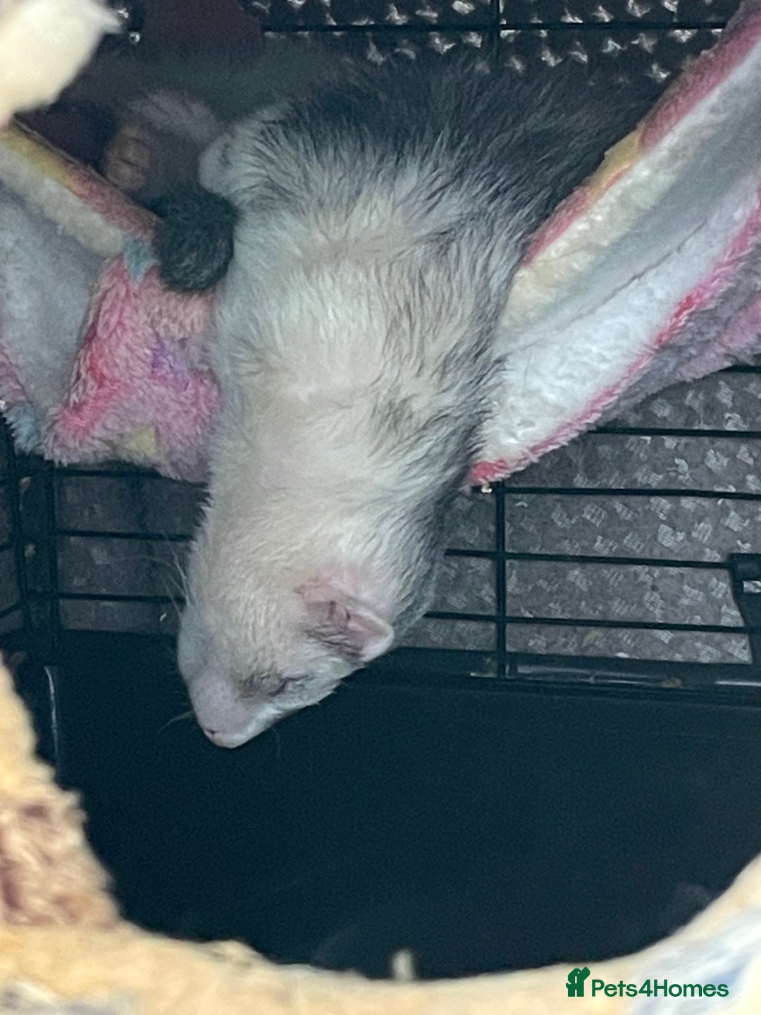 Ferret rodents for sale: Ferret Hobs (not housed together) - Image 4