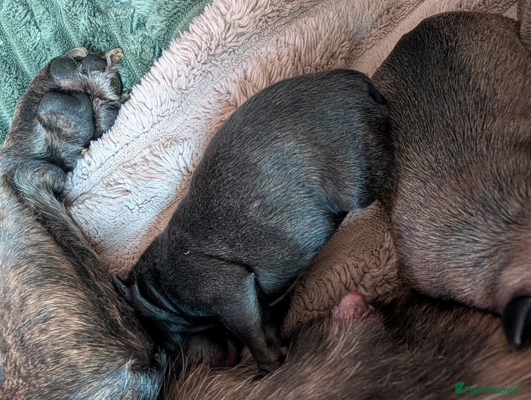 Mixed Breed dogs for sale: 75% Frenchie puppies - Advert 13