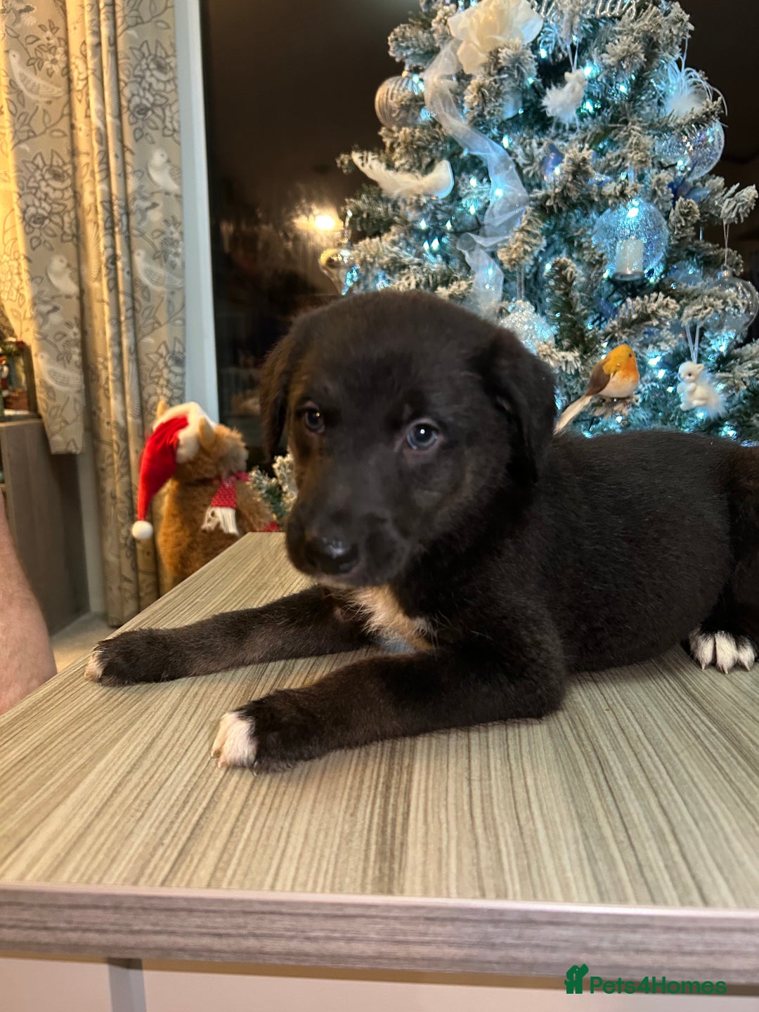 Mixed Breed dogs for sale: Lurchers  - Advert 7