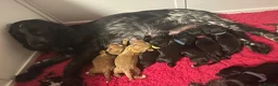 Cockapoo dogs for sale: 🐾 GORGEOUS FB1 COCKAPOO PUPPIES 5 boys available  in Blackpool - Advert 13