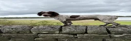 Cocker Spaniel dogs for sale: Beautiful Cocker Spaniel Puppies - Advert 4
