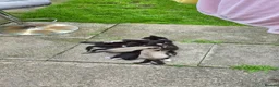 Mixed Breed cats for sale: Kittens  - Advert 14