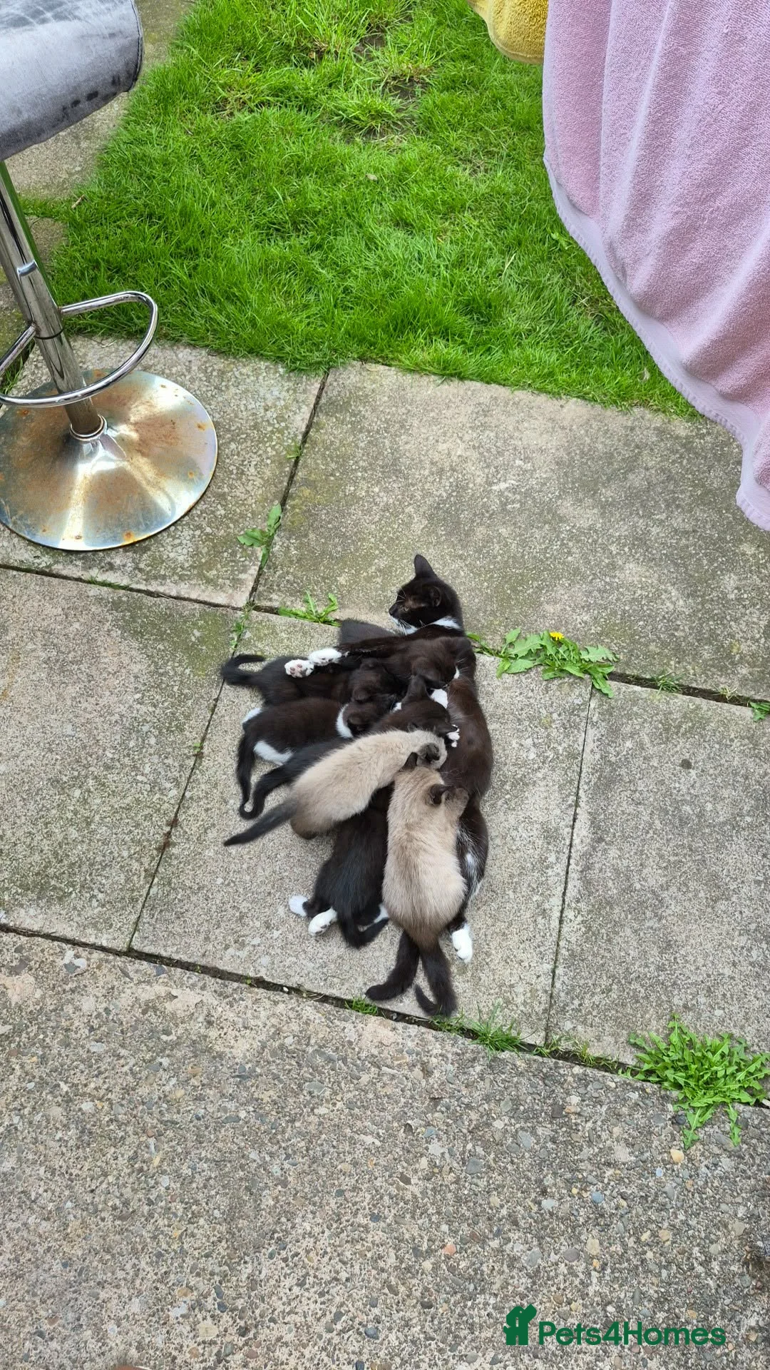 Mixed Breed cats for sale: Kittens  - Advert 14