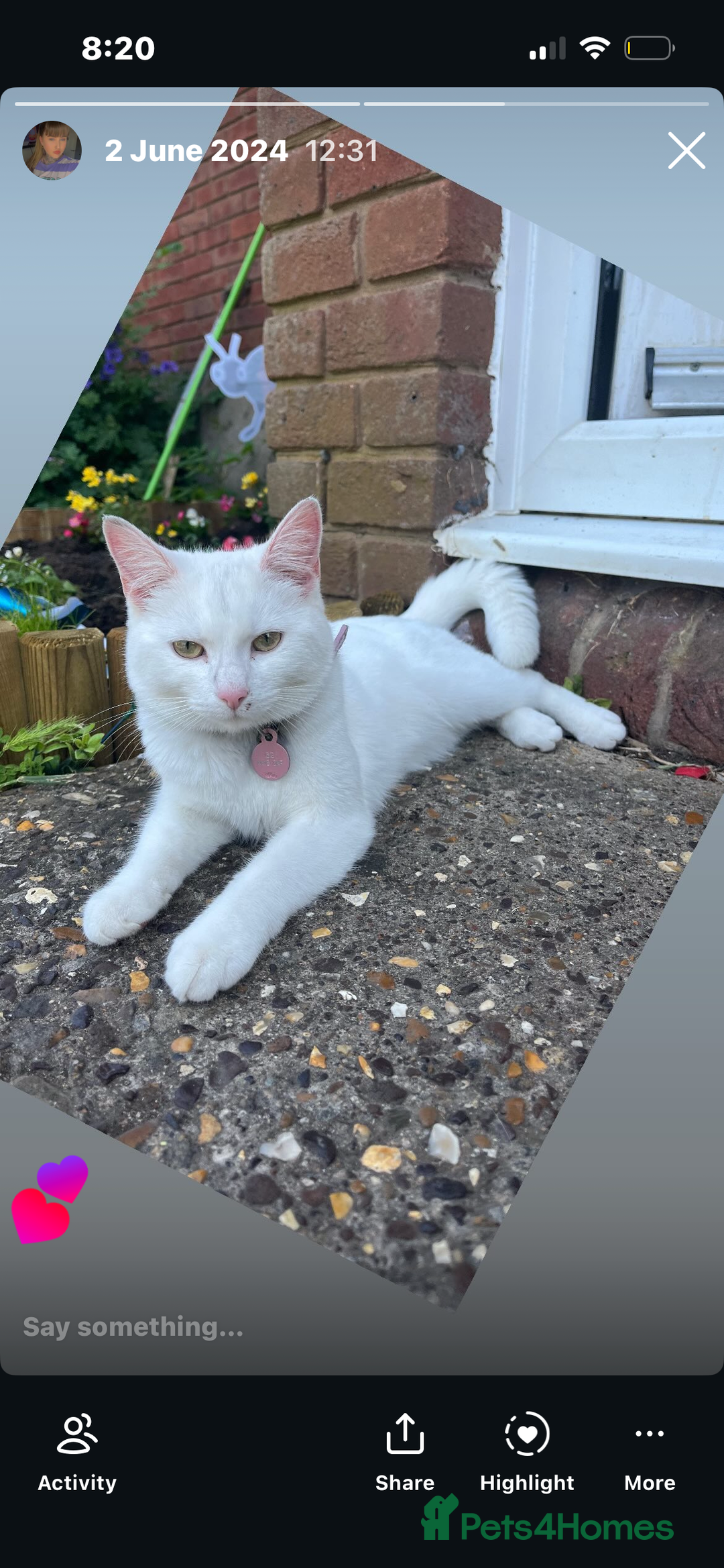Mixed Breed cats for sale: Princess 1 year old  - Advert 1