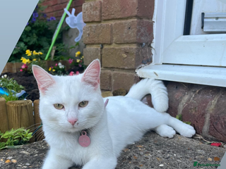 Mixed Breed cats Princess 1 year old - Advert 9