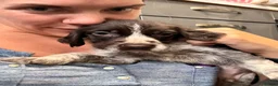 Mixed Breed dogs for sale: Sprointer puppies - Advert 10
