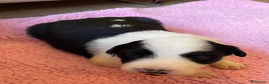 Border Collie 1