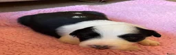 Border Collie dogs for sale: Black and White Border Collie Puppies! - Advert 7
